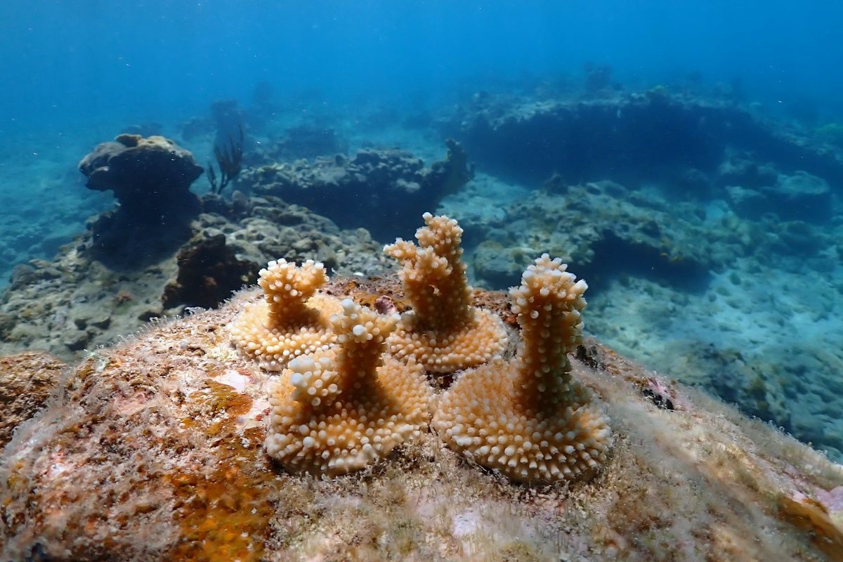 The outplanted colony in February 2022: a few short, stubby branches on bare rock