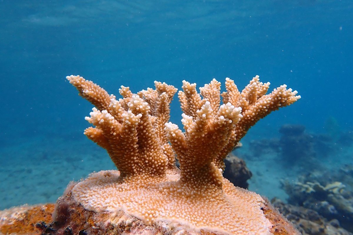 The same colony in June 2023, now a cluster of upright branches
