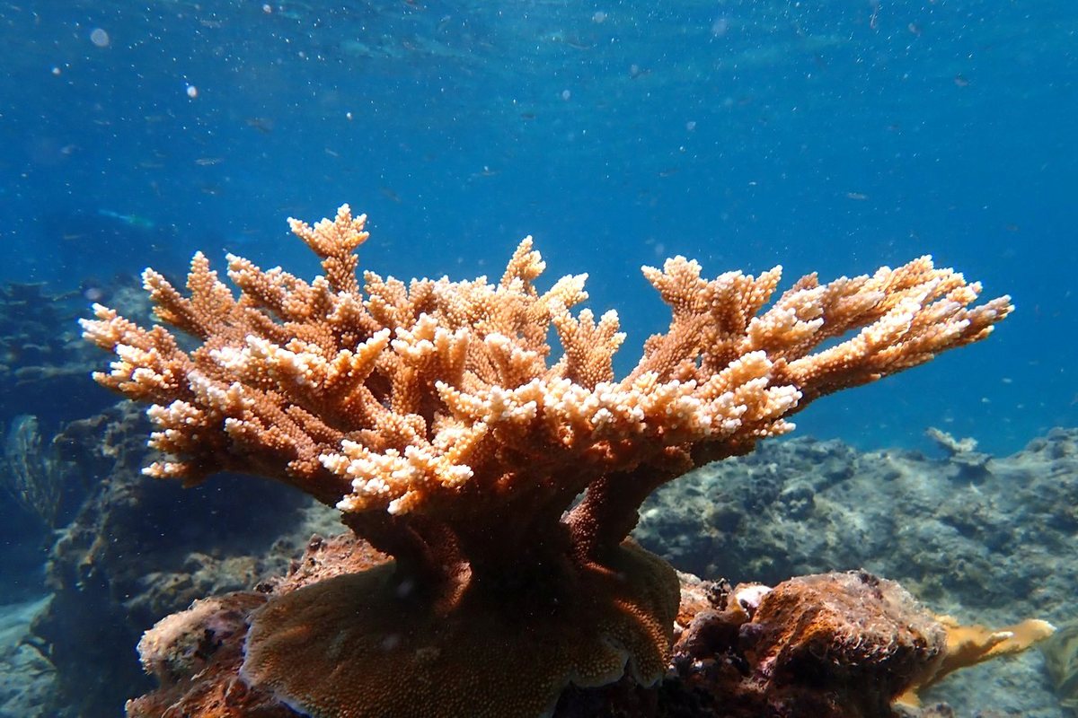 The same colony in June 2025, a broad table of branches with an encrusting base