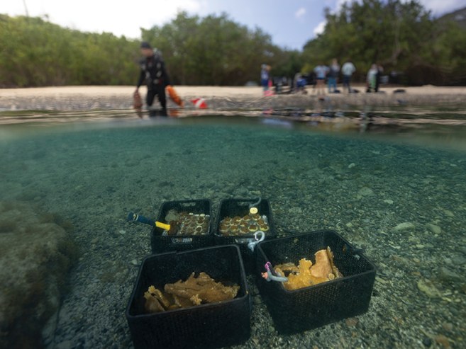 Crates of coral fragments held in shallow water at the shoreline, with the team working on the beach behind