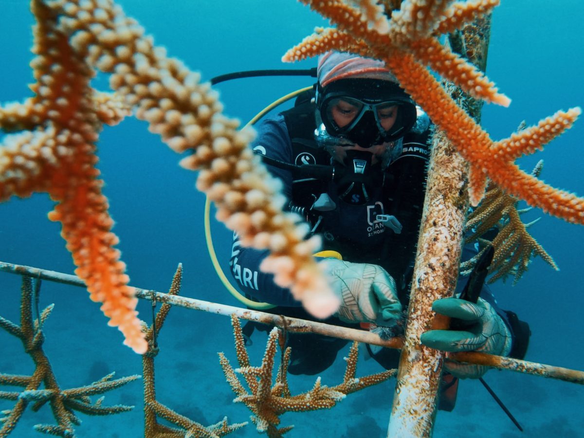 A diver tending staghorn coral growing on an in-water nursery tree