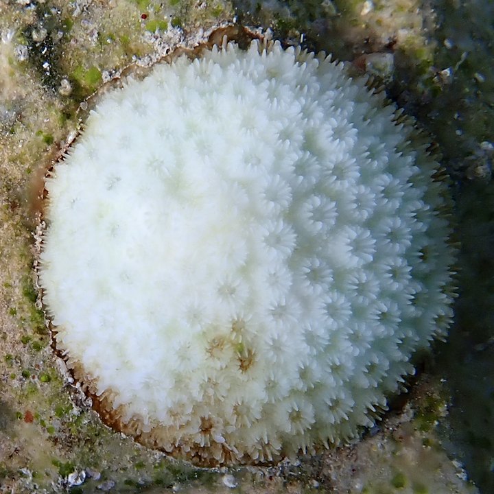 The same lobed star coral colony after bleaching, its tissue turned almost completely white