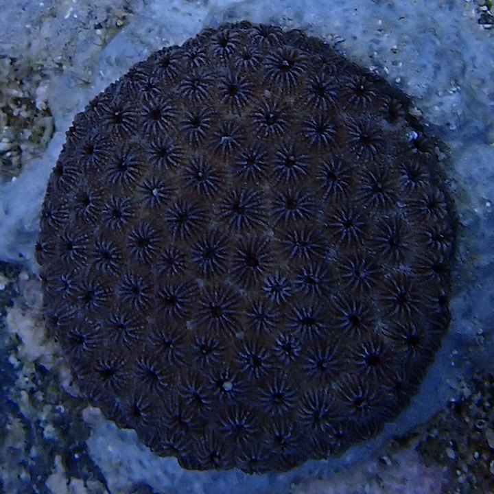 A healthy lobed star coral colony (Orbicella annularis) on a cement puck, dark brown with its polyps clearly visible