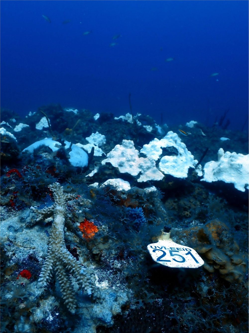 A tagged staghorn outplant at 120 feet, with bleached white corals on the slope behind it