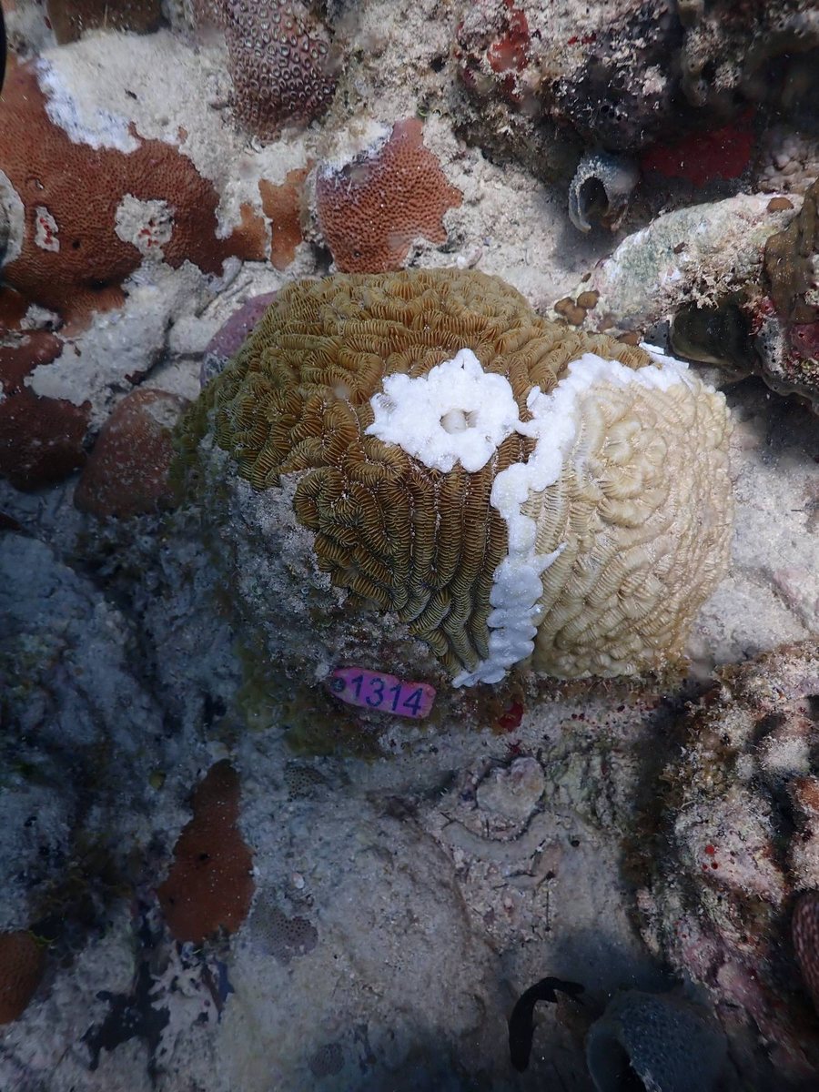 A maze coral with white treatment paste applied along the disease margin, and a numbered tag set beside it on the reef