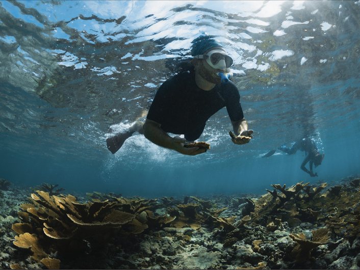A snorkeler collecting loose coral fragments by hand above a shallow elkhorn coral reef