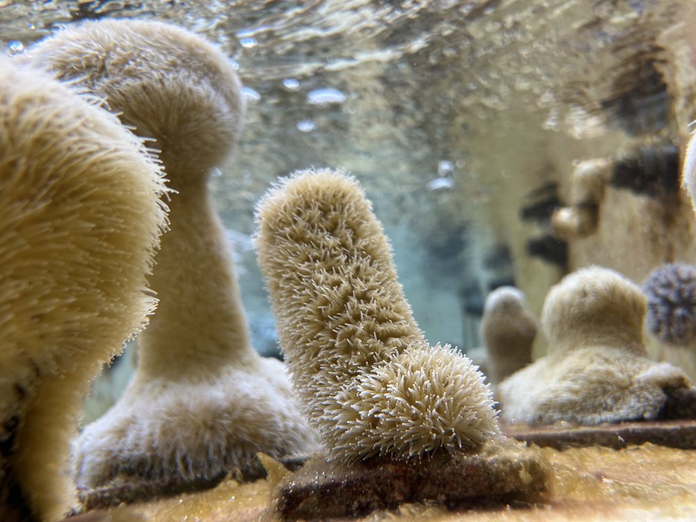 Pillar coral fragments with their polyps extended, growing in a land-based nursery tank