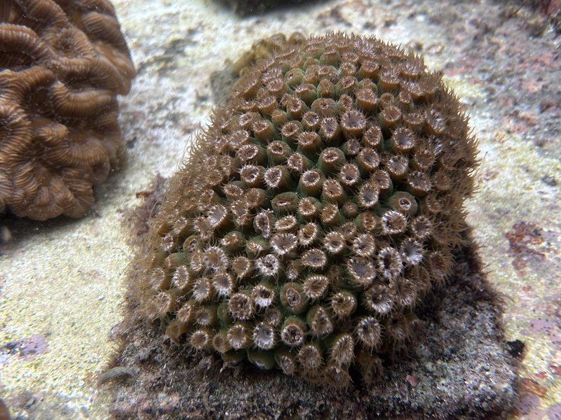 An adult star coral colony held in the gene bank, its polyps extended