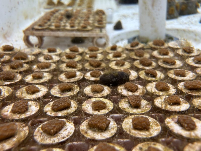 Microfragments growing in rows of cement pucks in the land-based nursery