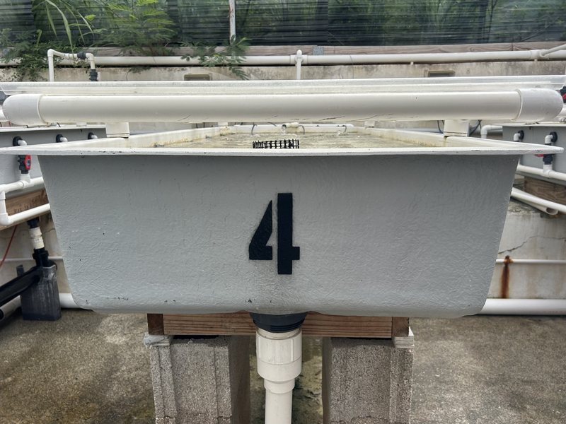 A numbered coral raceway tank in the land-based nursery
