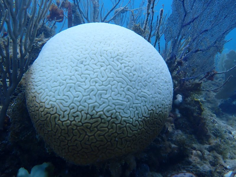 A bleached grooved brain coral, its surface turned stark white against a healthy reef