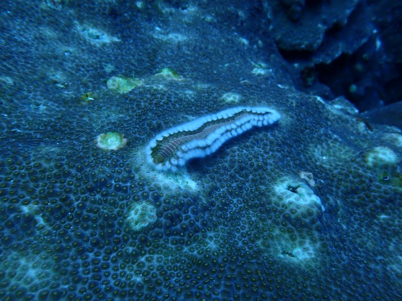 A bearded fireworm feeding on boulder star coral, leaving a pale scar behind it