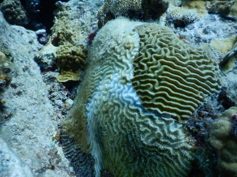 Symmetrical brain coral with a broad band of freshly exposed white skeleton from stony coral tissue loss disease