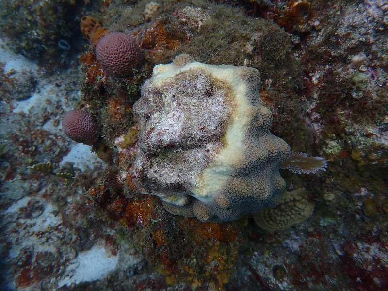 Mountainous star coral with a pale yellow band of diseased tissue and bare skeleton behind it