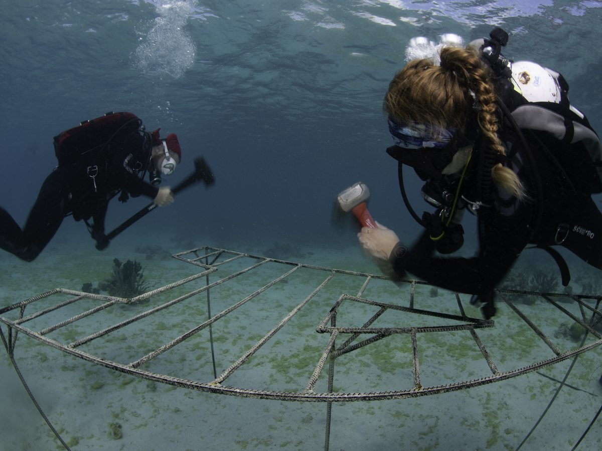 Two Reef Response divers installing a coral nursery structure on the seafloor