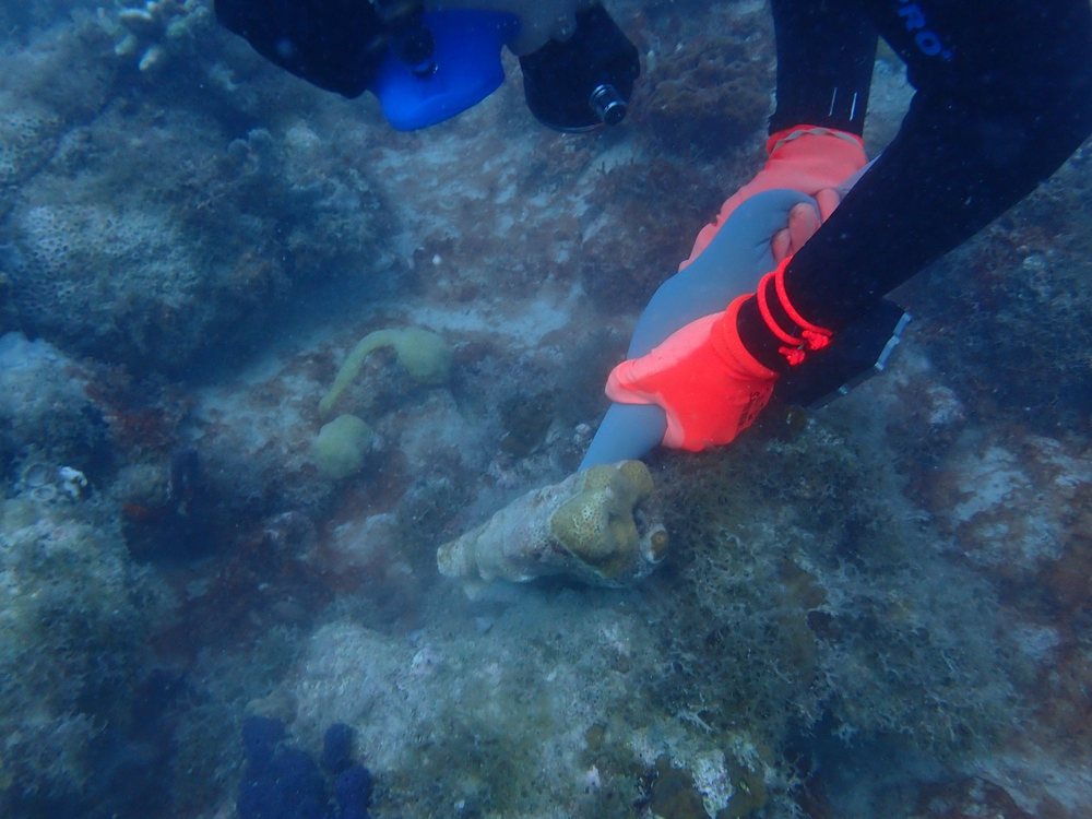 A gloved diver pressing a dislodged coral colony back onto the reef to set it in place