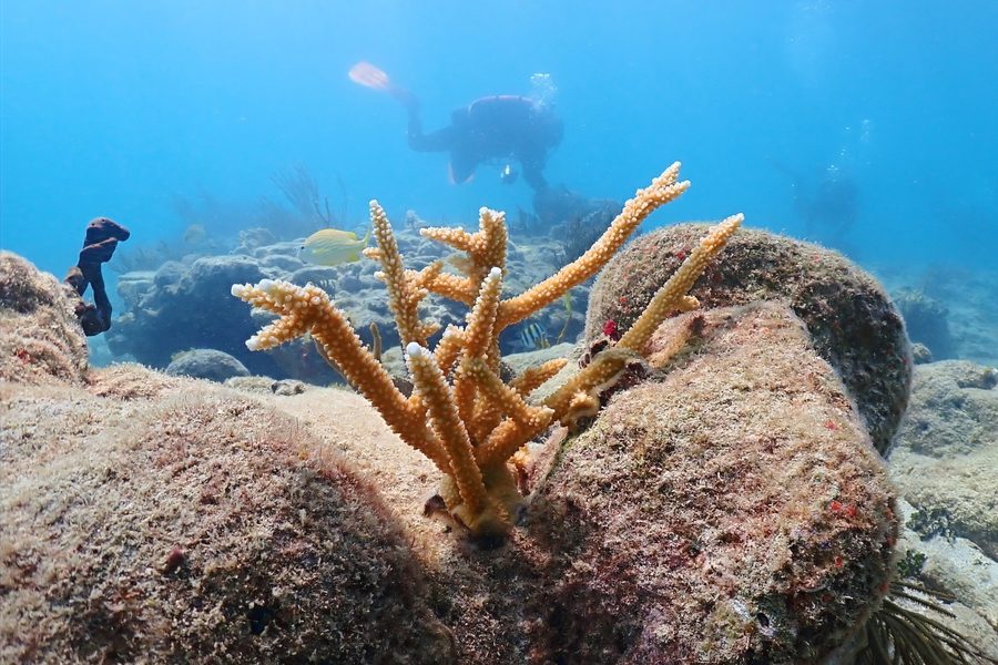 A staghorn coral colony growing on the reef with a diver in the background