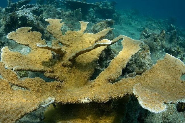 An elkhorn coral colony with broad, flattened branches spreading across the reef