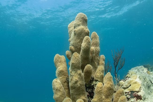 A pillar coral colony, its columns rising from the reef toward the surface