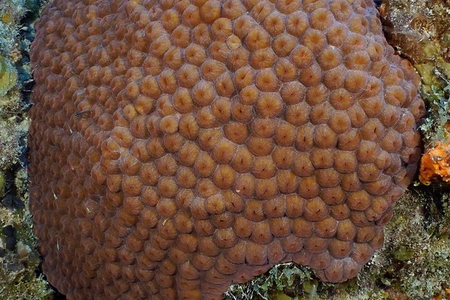 A great star coral colony showing its distinctive large, fleshy polyps