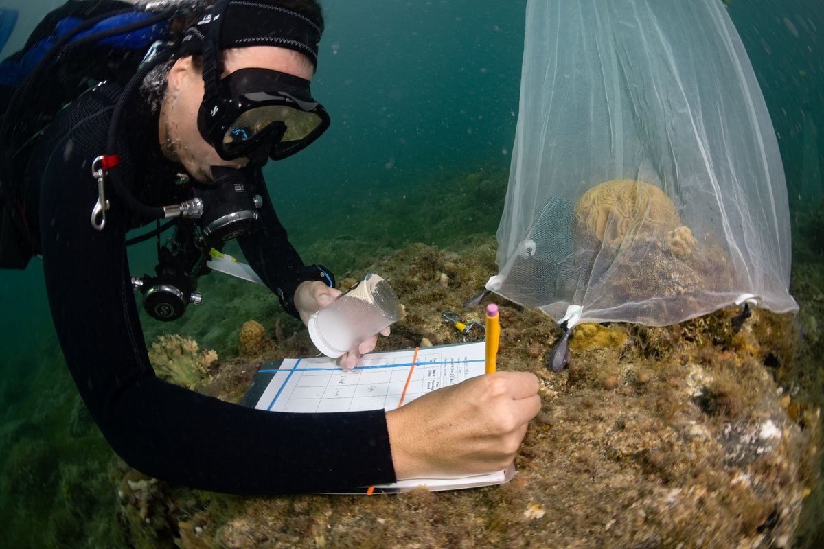 A diver recording data on a slate beside a collection net over a brain coral colony