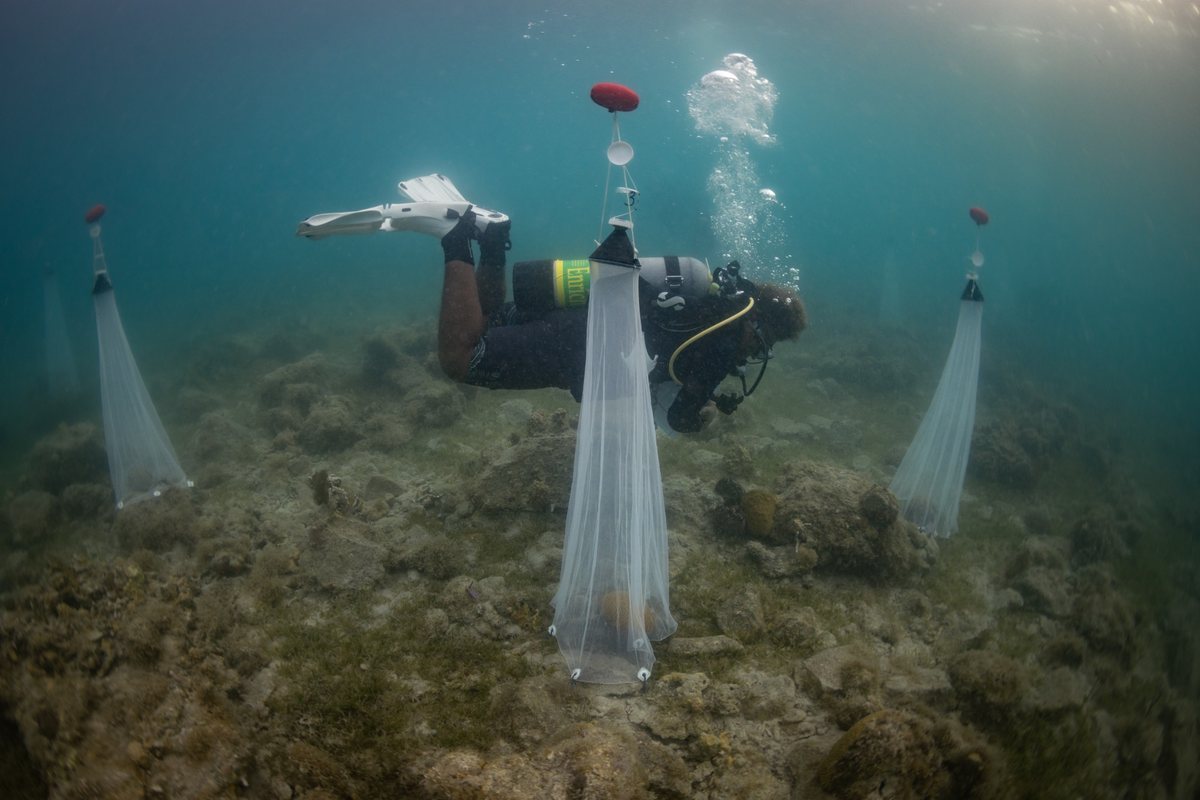 A diver swimming between three fine mesh nets set over coral colonies to catch gametes as they are released