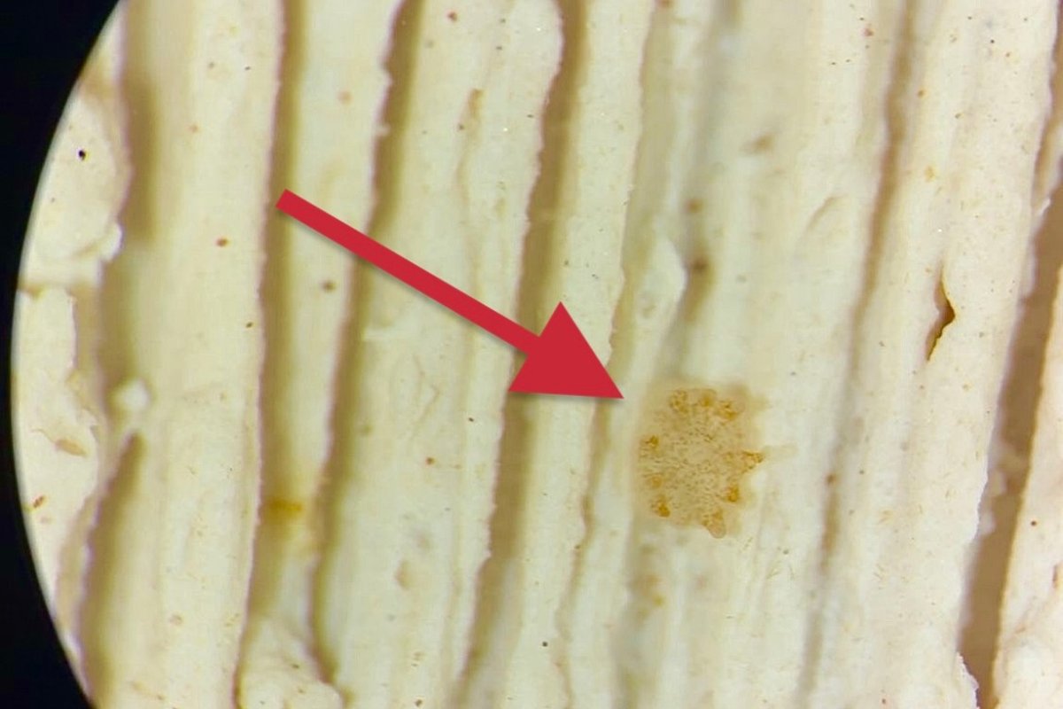 A microscope view of a settlement tile, with an arrow marking a single coral recruit